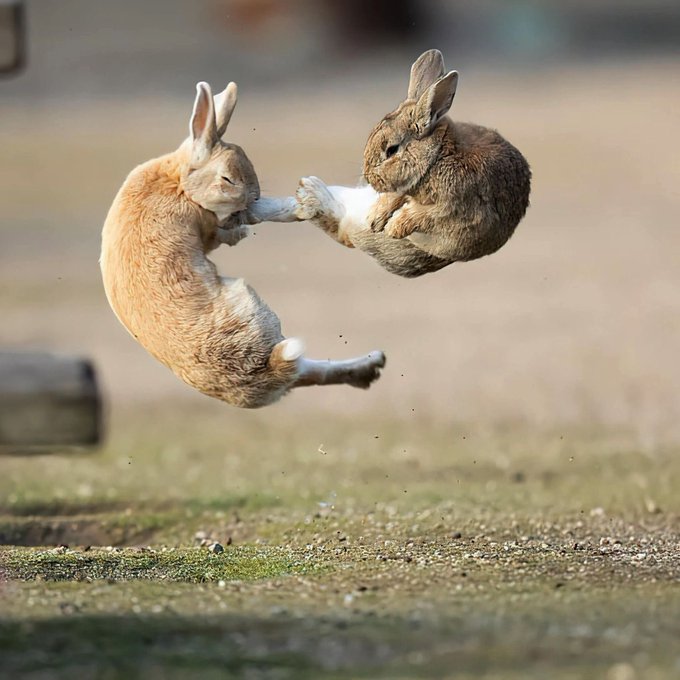 Two brown rabbits appear to be fighting mid-air on a paved surface, with dust kicked up beneath them.