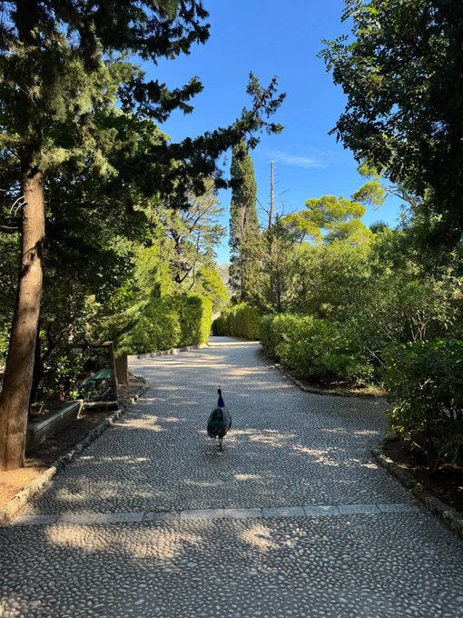 A peacock walking down a sunlit gravel pathway lined with lush green trees and hedges under a clear blue sky.