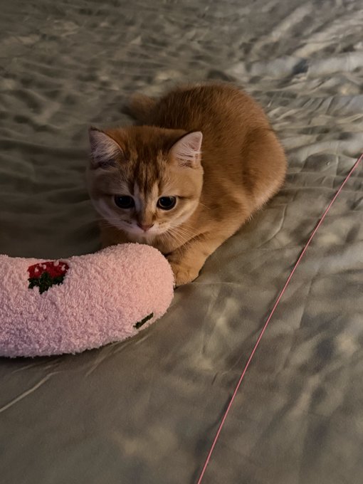 A golden British Shorthair cat crouches on a dark bedspread with a soft pink plush toy, playfully embodying the cozy spirit of cat lovers everywhere. The post's reference to "cat coins" cleverly ties this adorable feline to the world of cryptocurrency collectibles themed around cats.