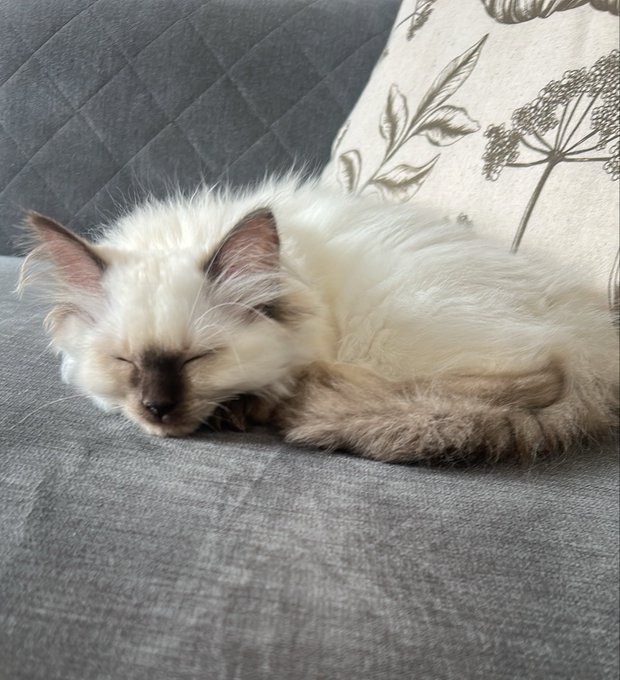 A fluffy white kitten with dark facial markings sleeping peacefully on a gray textured couch next to a botanical-patterned pillow.