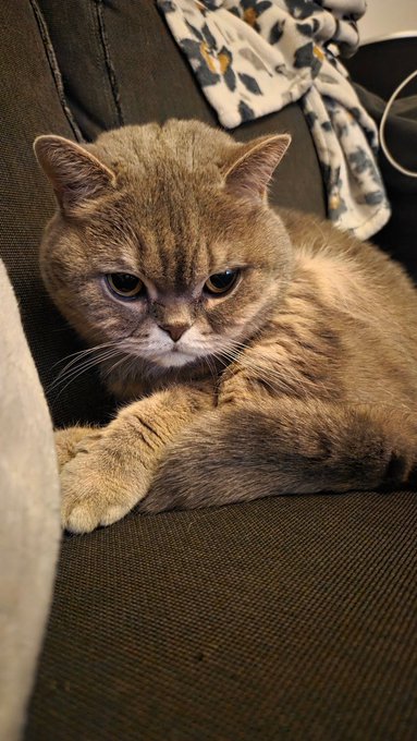 A tabby cat with folded ears lies on a dark green couch with a floral patterned blanket nearby.