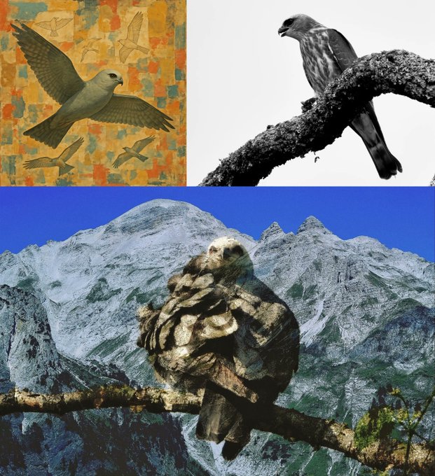 A collage features three images of birds: a painted illustration of a white dove in flight on a textured orange background, a black-and-white photo of a bird perched on a branch, and a large bird of prey perched against a backdrop of snow-capped mountains.