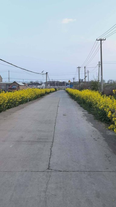 A concrete rural road lined with bright yellow rapeseed flowers on both sides, stretching into the distance with utility poles and a village visible under a clear sky.