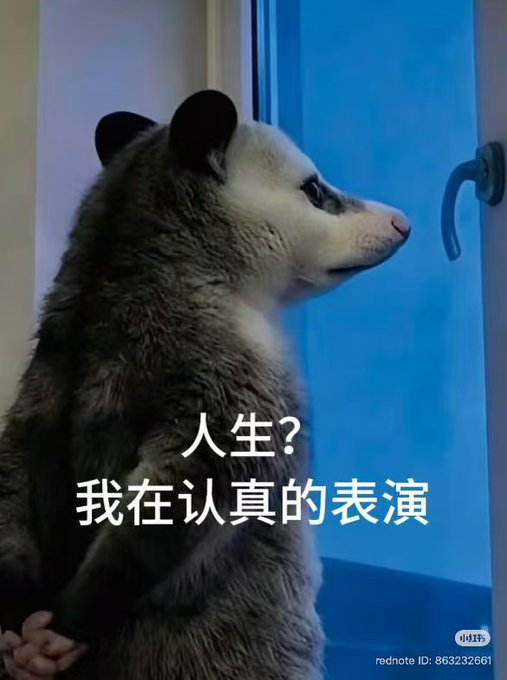 A photo of a raccoon standing upright looking at a window with Chinese text overlaid that reads '人生? 我在认真的表演' (Life? I'm performing seriously).