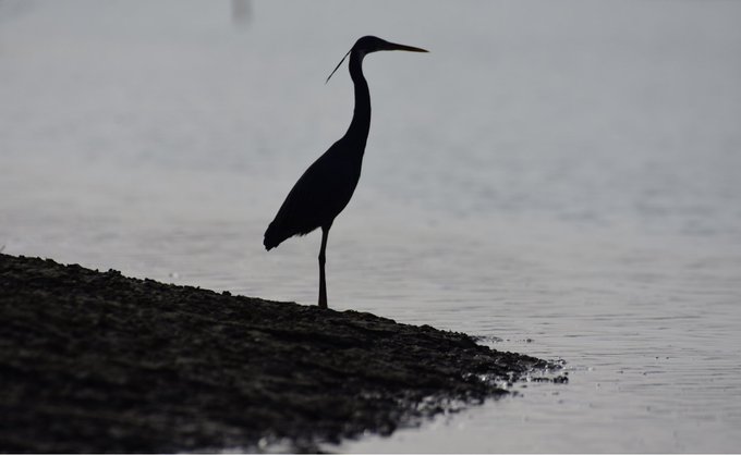 A silhouette of a heron-like bird standing on a shoreline against calm water.