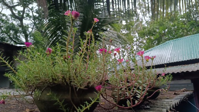 The image features a potted plant with pink flowers, placed near a building or house. The background includes trees and other plants, creating an outdoor setting. The photo appears to be taken from a low angle, making the flowers appear larger than life. The caption of the image reads "Good morning my X family How are you today @NomismaNetwork Bullish @useTria @River4fun".
