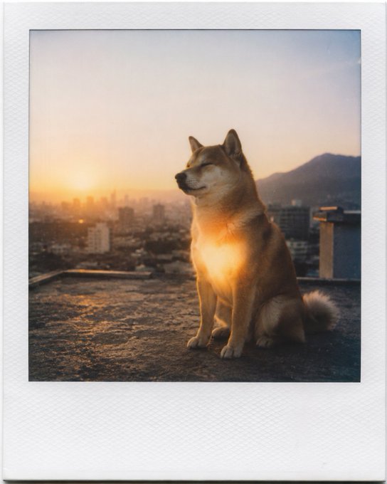 ikebana-style composition of a brown and white dog on a rooftop, with a city skyline backdrop at sunset.