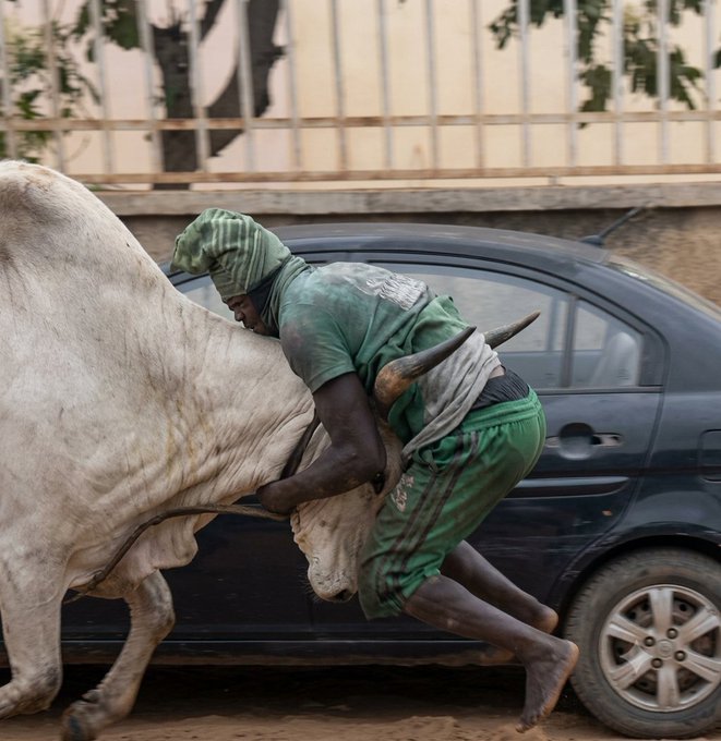 A powerful documentary-style photograph of a man in green clothing wrestling with a large white bull on a dusty street, with a black car visible in the background.