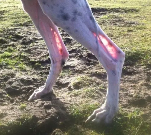 A backlit photo of a white dog's hind legs, revealing the pink skin and tendons through the fur as it stands on grass and dirt.