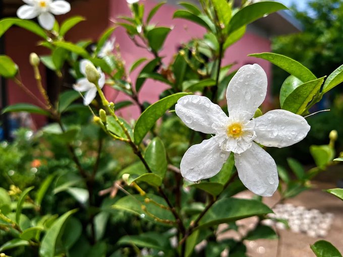 A close-up photograph of a white gardenia flower with water droplets on its petals, surrounded by glossy green leaves.