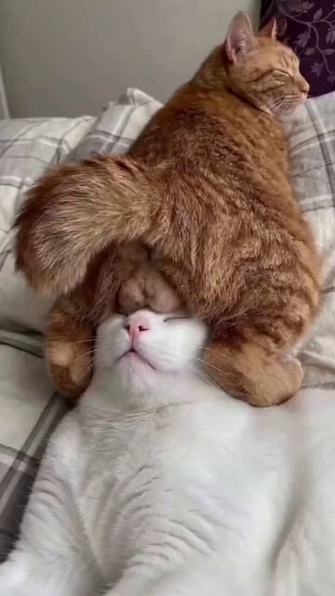 The image features two cats, one white and one orange (or red), lying down together on a bed with their backs facing each other. The white cat appears to be resting its head on the back of the orange cat, while both cats are looking at something in front of them. The caption above the image reads "$TSLA bulls back on top after Trump ends the war." This phrase is likely a reference to the recent events involving President Donald Trump and his tweets about Ukraine.