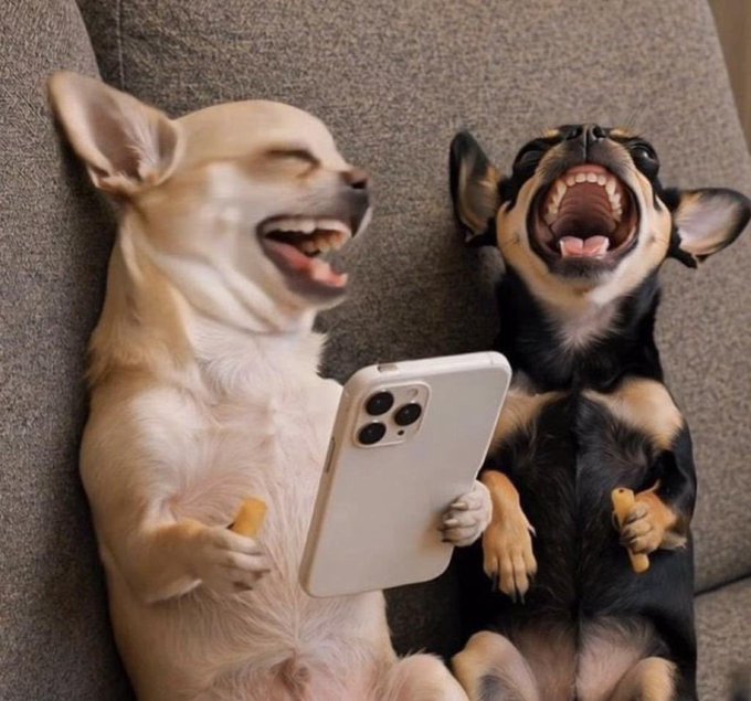 Two small dogs, one white and one black and tan, are lying on their backs on a grey couch, appearing to laugh joyfully while sharing a white smartphone.