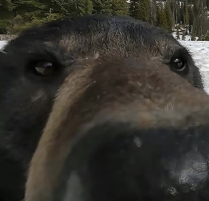A close-up selfie of a wet black dog with brown markings around its eyes and muzzle, taken outdoors in a snowy setting with evergreen trees in the background.