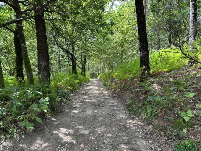 A tranquil dirt path winds through a lush, sun-dappled forest lined with ferns and tall trees, evoking the peaceful weekend vibes of a happy Sunday stroll.