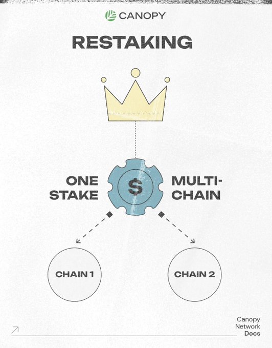An infographic from Canopy Network Docs illustrates 'RESTAKING' with a crown icon and a central gear, showing 'ONE STAKE' connecting to 'MULTI-CHAIN' options labeled CHAIN 1 and CHAIN 2.