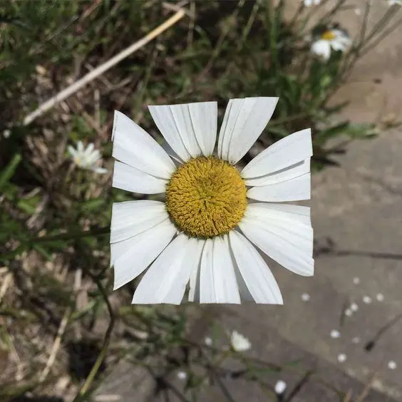 A close-up photo of a white daisy-like flower with a yellow center, growing outdoors among grass and dried vegetation.