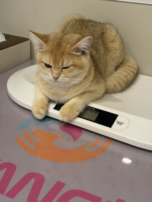 A grumpy-looking golden British Shorthair cat lies on a white digital scale, resting its paws on the edge with a displeased expression, seemingly aware it's being weighed. The post "喵" (meaning "meow" in Chinese) humorously reflects the cat's reluctant, "why are you doing this to me" attitude toward the weighing session.