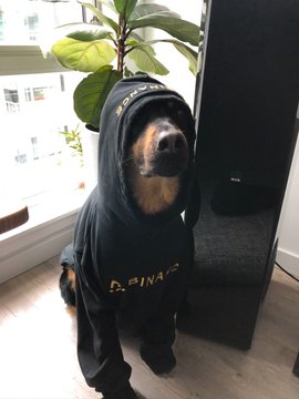 A cute dog wearing a black hoodie with 'REINA' and 'NEPO' text written on it, sitting indoors near a window with plants.