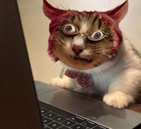 A humorous image of a wide-eyed cat wearing glasses and a red hood, leaning over a laptop keyboard as if reading the screen.