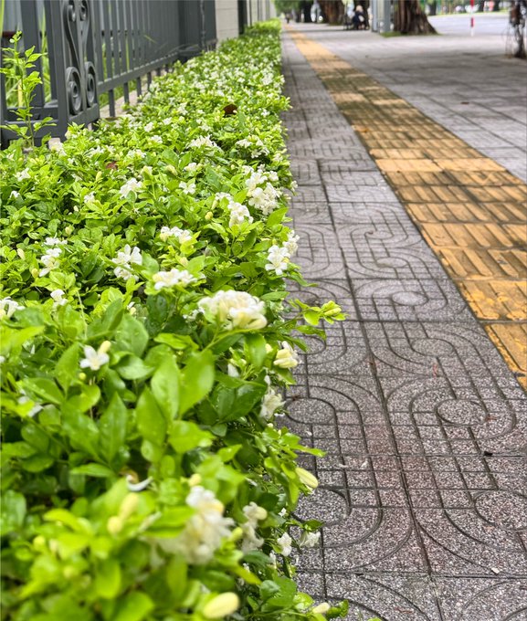 A row of green bushes with small white flowers lines a patterned sidewalk with yellow tactile paving, bordered by a black metal fence.