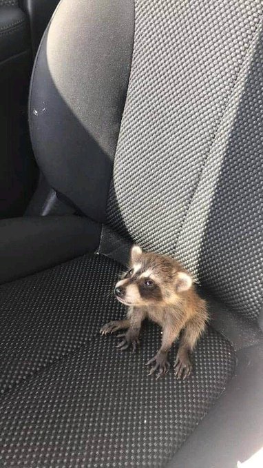 A small raccoon sitting on a black fabric car seat between two headrests, looking off to the side.
