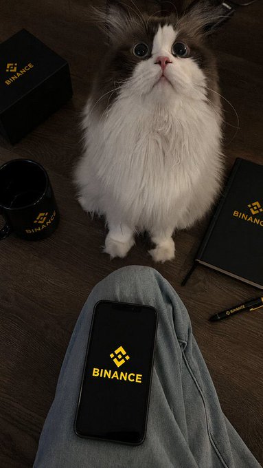 A fluffy white and brown cat sits attentively between a person holding a phone displaying the Binance logo, surrounded by a Binance-branded mug, notebook, and pen. The cat's wide-eyed gaze and close positioning to the phone capture the post's playful description of having a loyal trading partner who refuses to let you close the app.