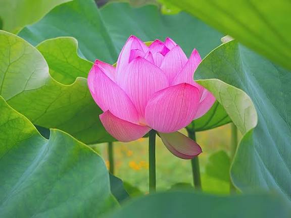 The image features a beautiful pink flower with green leaves surrounding it, creating an interesting contrast between the vibrant colors of the flower and the lush greenery. The background appears to be a garden or park setting, further enhancing the overall visual appeal of the scene.