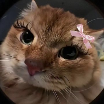 A close-up shot of an orange tabby cat with large eyes, digitally edited with long false eyelashes and a small pink bow.