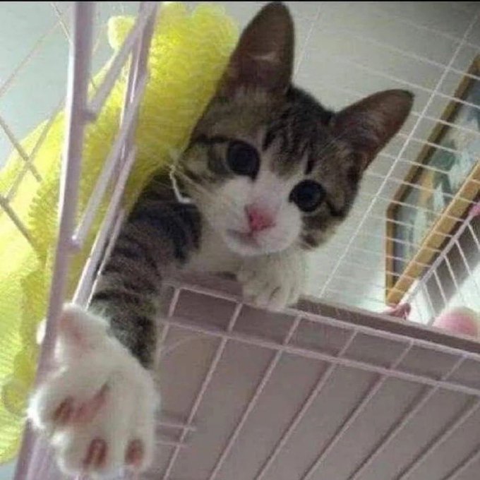 A tabby and white kitten reaches a paw out from inside a white wire cage with a yellow mesh net nearby.