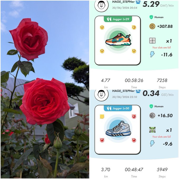 A split image showing red roses in bloom on the left and STEPN app screenshots on the right for user 'HAGE_STEPner' displaying Jogger Lv29 and Lv30 sneakers with earnings of 5.29 and 0.34 GST/Min.