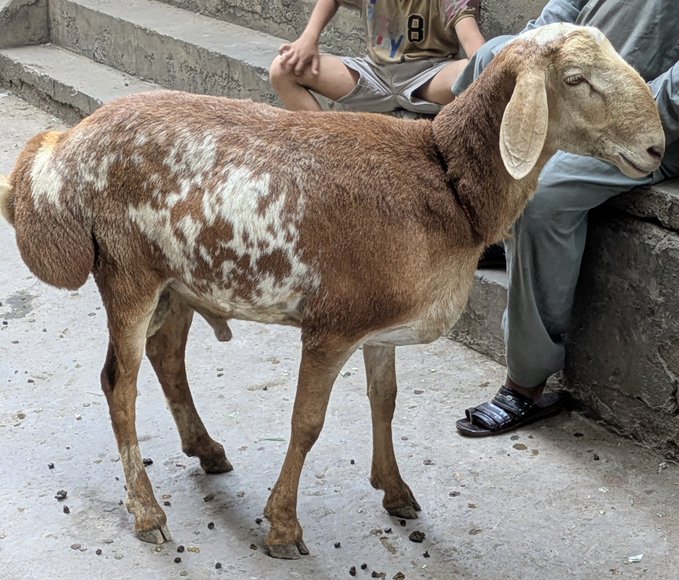 urn of water sits on a stone wall, with two individuals seated nearby and a brown and white spotted goat standing nearby.