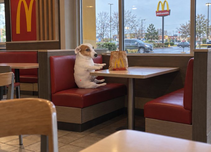 A dog sits upright on a red booth at McDonald's with a paper bag in front of it, with the "McDonald's" sign visible through the window. The dog looks almost human-like, hinting at a GM mention referencing a GM brand or perhaps a playful take on the car models visible in the parking lot outside.