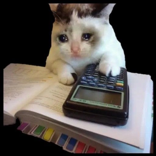 A white and brown kitten appears to be using a calculator while resting on an open book with colored tabs, set against a black background.