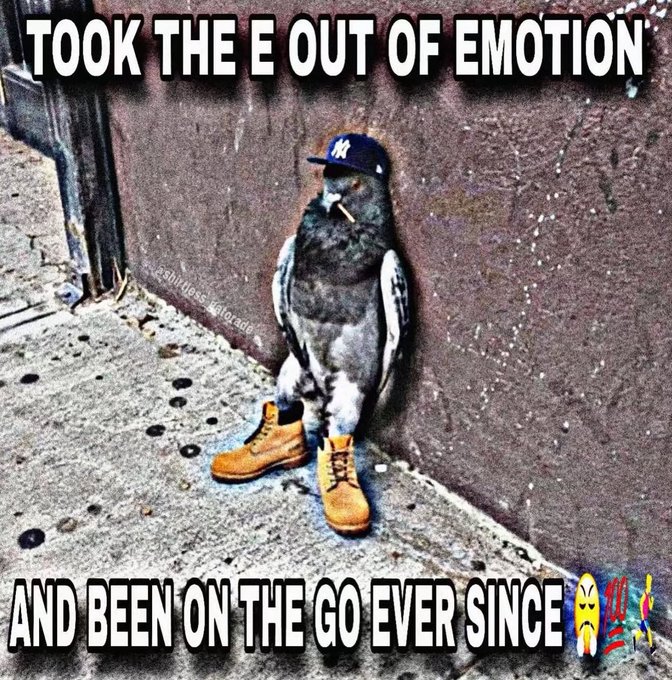 A pigeon wearing a NY Yankees cap and Timberland boots standing against a wall, captioned 'TOOK THE E OUT OF EMOTION AND BEEN ON THE GO EVER SINCE'.