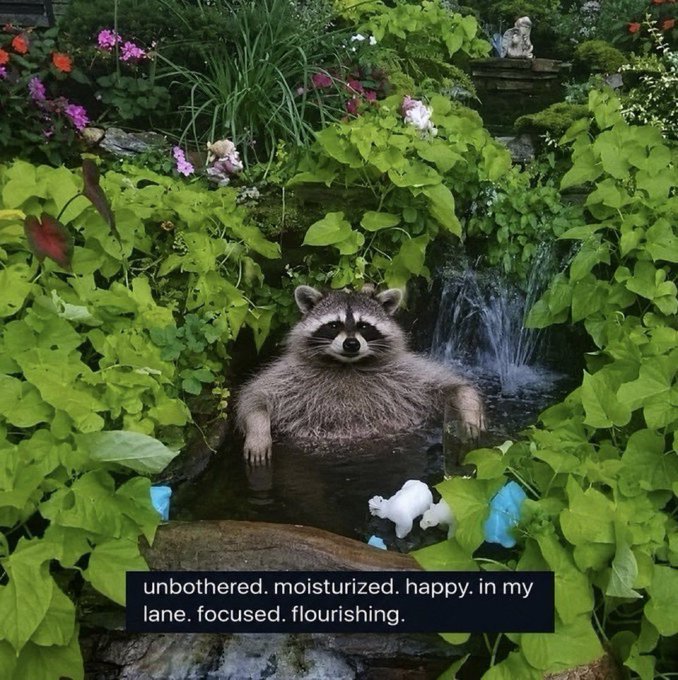 A raccoon relaxing in a lush garden pond with the caption: 'unbothered. moisturized. happy. in my lane. focused. flourishing.'