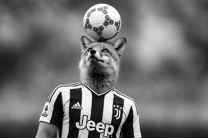A black and white photograph showing a fox's head emerging from a person wearing a black and white striped Adidas Juventus soccer jersey, with a soccer ball balanced on top of the fox's head.