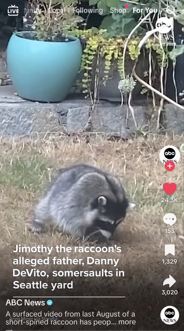 A TikTok screenshot from ABC News shows a short-spined raccoon labeled "Timothy the raccoon's alleged father, Danny DeVito, somersaults in Seattle yard," with 24.3K likes and 3,020 comments. The humorous news clip about a raccoon doing flips aligns with the post's playful praise of ABC's top-tier reporting on "Jimothy."
