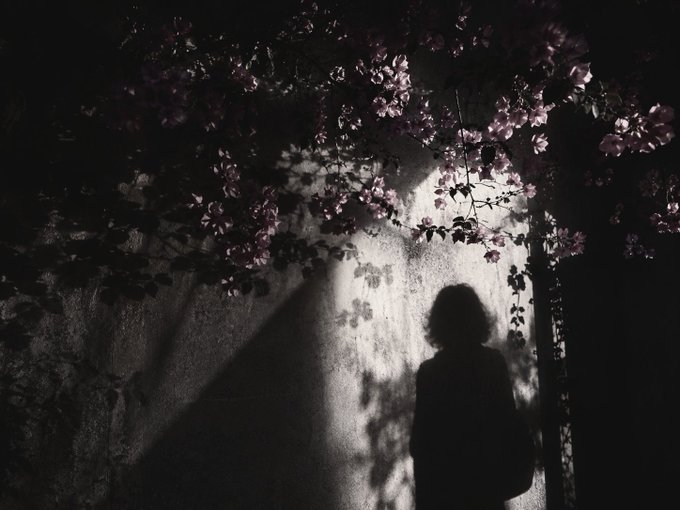 A moody, atmospheric photograph of a silhouetted figure standing beneath a flowering tree, with pink blossoms and dramatic shadows cast against a textured wall.