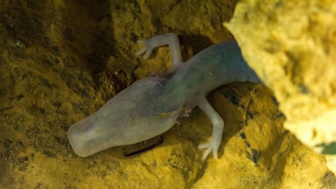 The image shows an amphibian, possibly a salamander or lizard, resting on a rock. It appears to be dead, as its body is covered with scales. The photo has been captioned "Didn’t know Ethereum was a salamander". This means that the image has been taken in relation to the post about Ethereum and the amphibian.