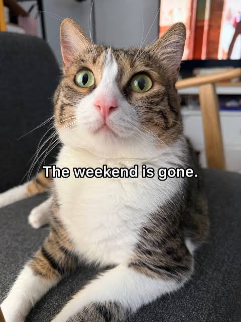 A close-up photo of a tabby and white cat with a sad expression, captioned 'The weekend is gone.'