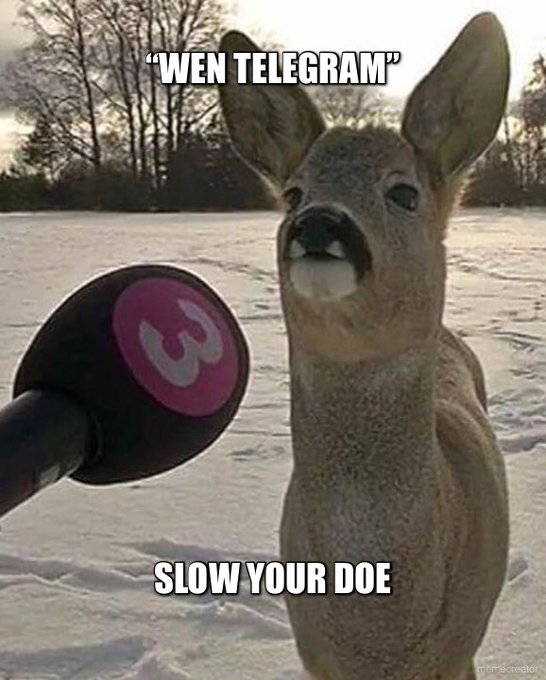 A meme featuring a kangaroo/deer-like animal looking at a microphone, with text 'WEN TELEGRAM' at the top and 'SLOW YOUR DOE' at the bottom.