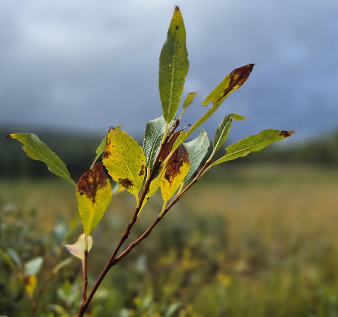 A close-up of a willow branch with yellowing and browning leaves against a moody, cloudy sky and blurred green field background.