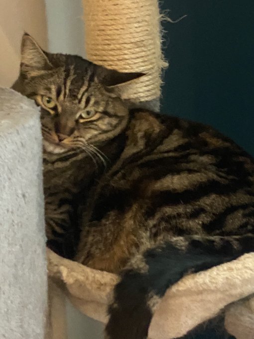A tabby cat with striking green eyes sits on a carpeted cat tree perch.