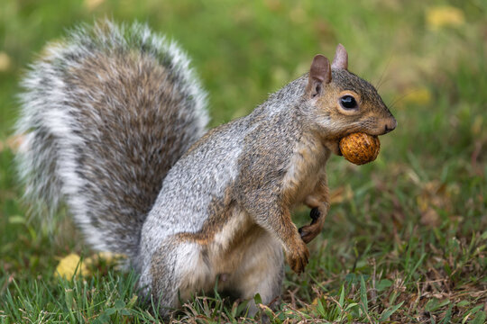 A grey squirrel stands upright on the grass, holding a round brown nut in its mouth and front paws.