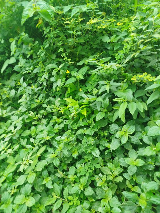 A dense wall of green foliage with various leafy plants and small yellow flowers covering the frame.