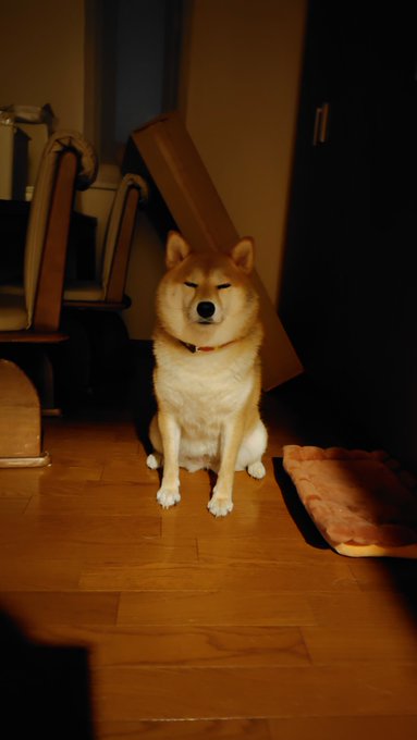 A Shiba Inu dog with eyes closed sits calmly on a wooden floor in a dimly lit room, wearing a red collar. The image relates to the "#ShibaInu" hashtag by showcasing the breed in a peaceful, almost zen-like pose.