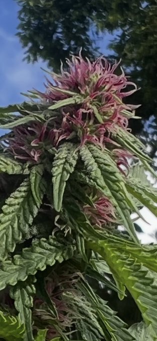 A cannabis plant with purple/pink pistils growing outdoors against a blue sky.