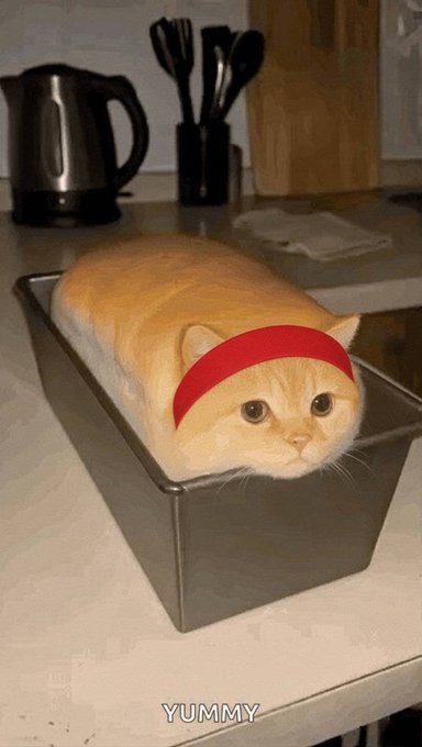 A humorous image of a cat's face and body fitted into a loaf pan on a kitchen counter, with the cat's head wrapped in a red bandana and the word 'YUMMY' written below.