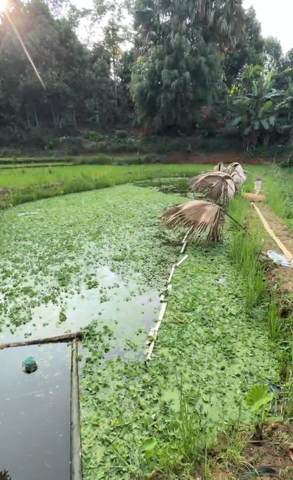 A pond or small body of water covered in green aquatic plants, surrounded by trees and vegetation, with a bamboo pole and small structure visible. The image appears unrelated to the post about Strategy (formerly MicroStrategy) selling 3,588 BTC, as it shows a rural outdoor scene with no cryptocurrency or financial content visible.