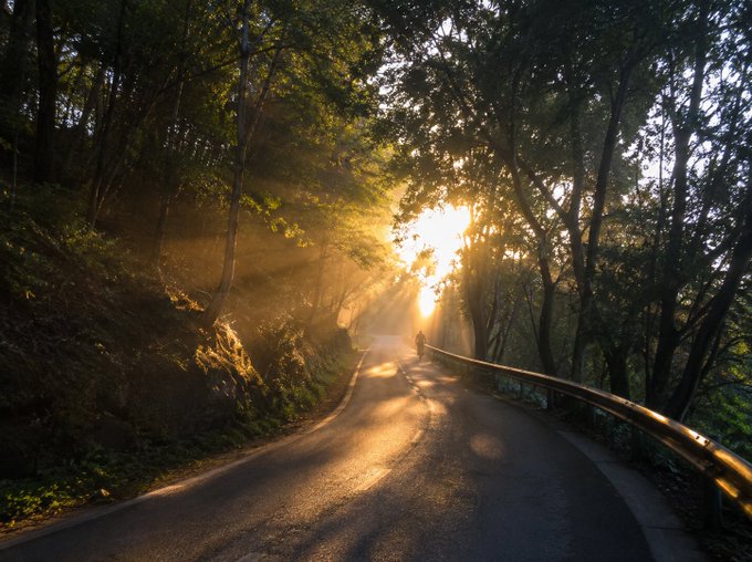 Sunlight streams through a tree-lined road in a forest, creating dramatic light rays and lens flare as the road curves into the distance, bordered by a guardrail.